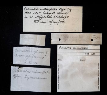 Media type: image;   Ichthyology 785 Description: photograph;  Aspect: labels